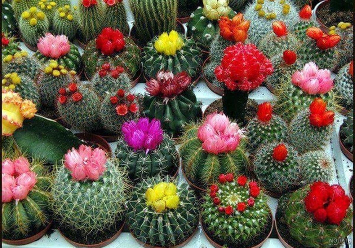 (تصاویر) زیباترین کاکتوس‌های آپارتمانی غول پیکر