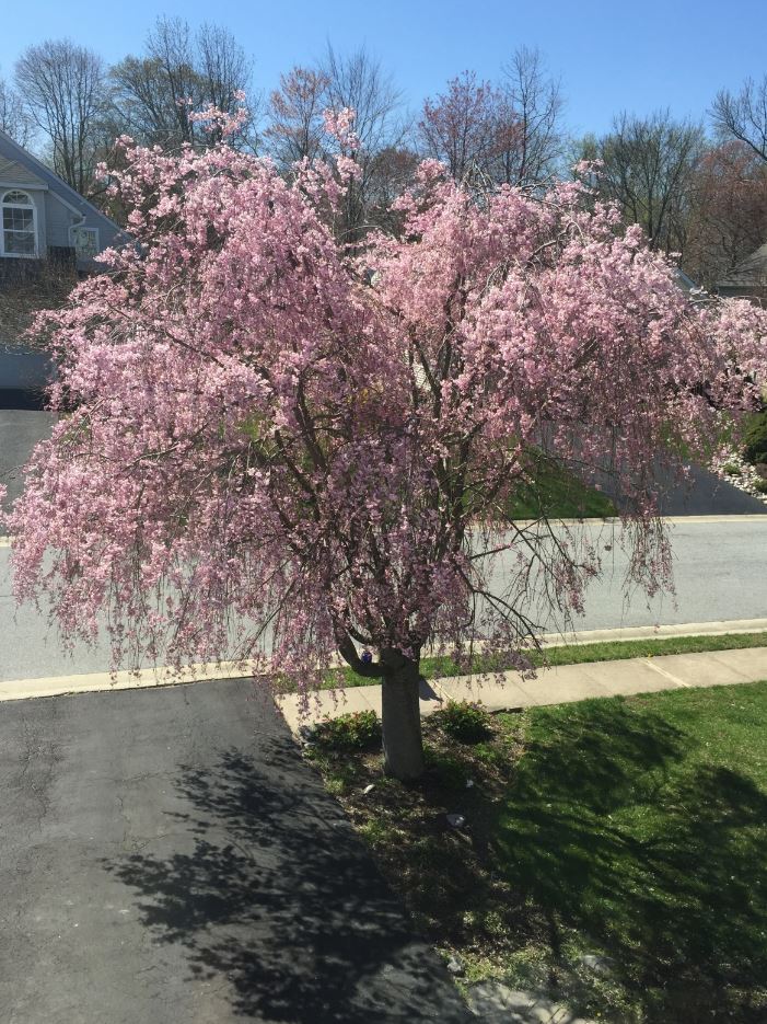 بهترین و بدترین درختان برای کاشت در نزدیکی خانه/ بهترین و بدترین درختان برای کاشت در حیاط