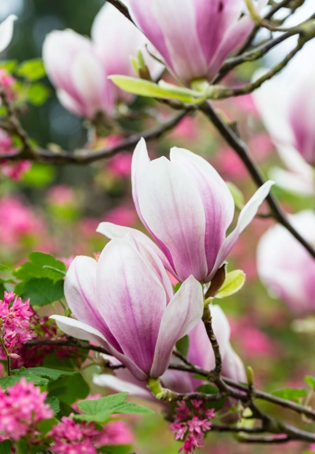 بهترین و بدترین درختان برای کاشت در نزدیکی خانه/ بهترین و بدترین درختان برای کاشت در حیاط