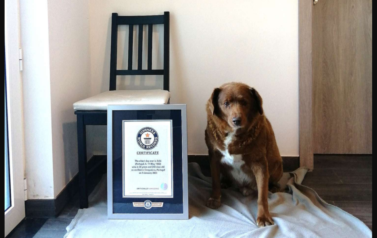 پیرترین سگ جهان