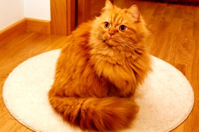 رنگی‌هایی که در دنیا به نام ایران ثبت و شناخته شدند