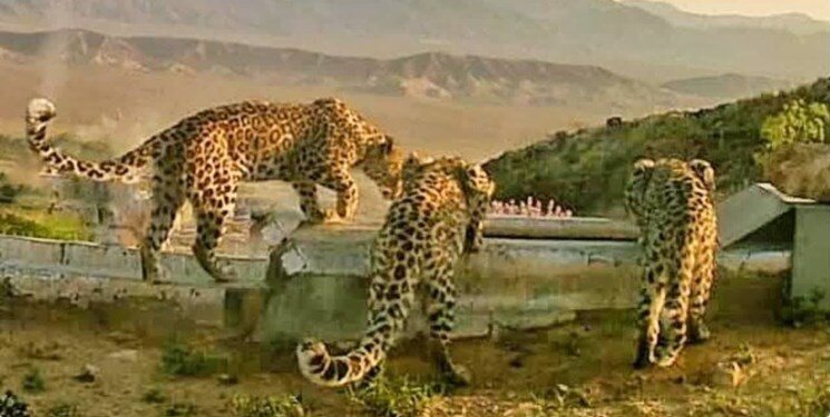 (تصاویر) ثبت تصویر کم نظیر از خانواده پلنگ ایرانی در تپال شاهرود