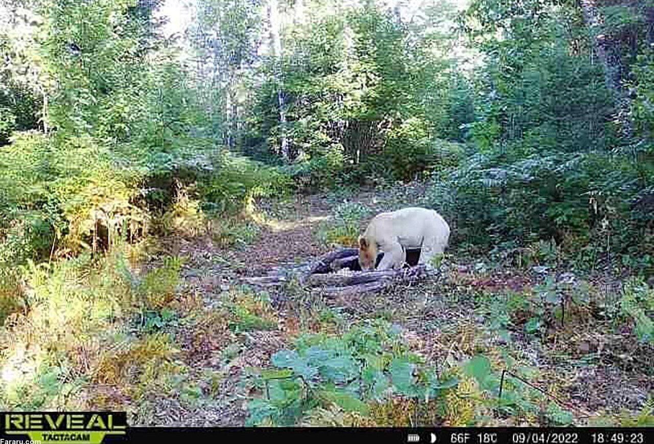 (عکس) مشاهده یک حیوان بسیار نادر در جنگل‌های رویان مازندران