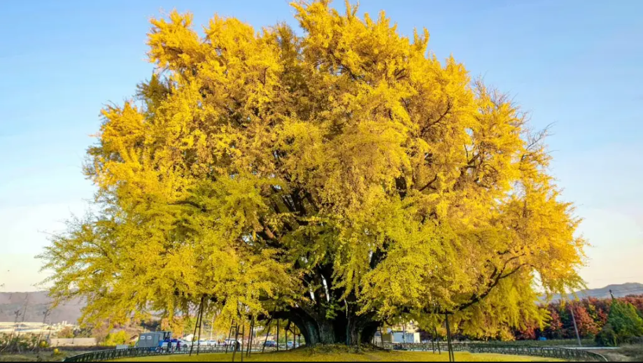 زیباترین درخت جهان در کره جنوبی با ۸۰۰ سال قدمت