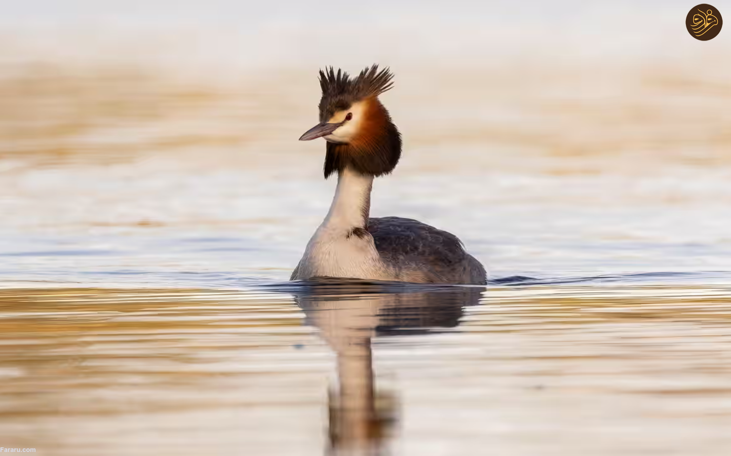 درمان طبیعت: چگونه گذراندن زمان در فضای باز حافظه، تخیل و منطق ما را دگرگون می کند/ بدون تعامل با محیط های طبیعی مغزمان به خوبی کار نمی کند/ لزوم قرار گرفتن در طبیعت یک امر لاکچری نیست بلکه یک ضرورت است