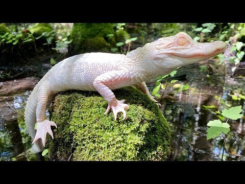 (عکس) تولد نادرترین تمساح دنیا در یک پارک تفریحی