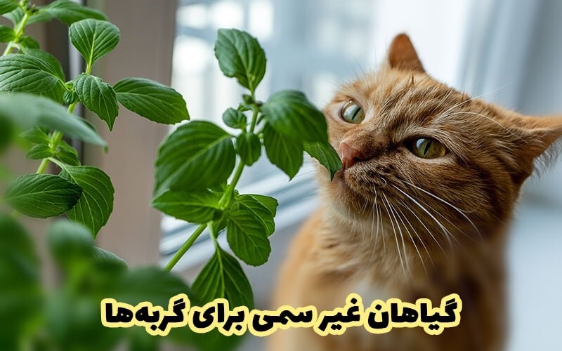 گیاهان سمی برای گربه‌ها