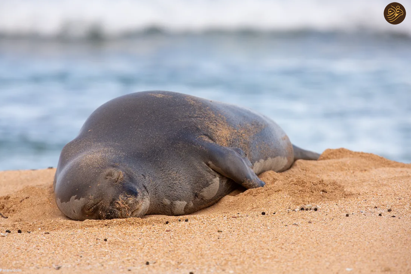 به پایتخت در حال انقراض جهان خوش آمدید؛ سیاره ما با یک انقراض دسته جمعی روبرو است/