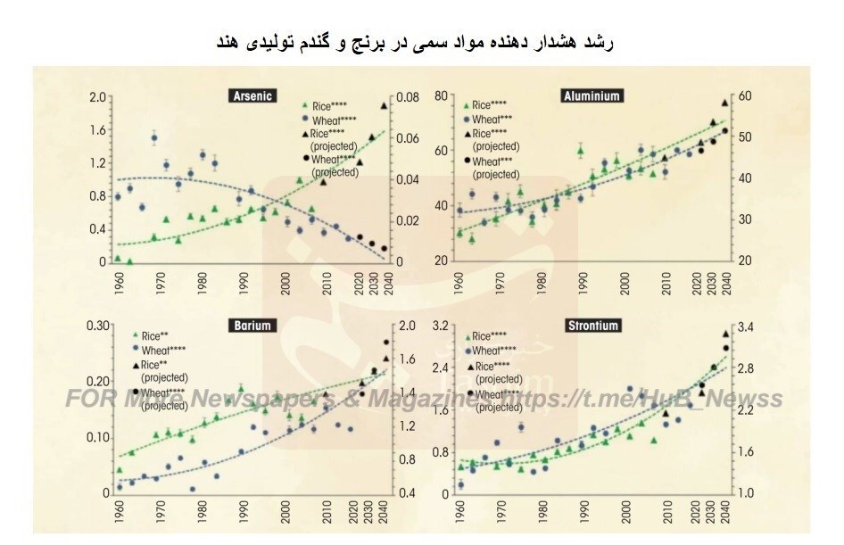 برنج هندی خالی از مواد مغذی و پُر از آرسنیک