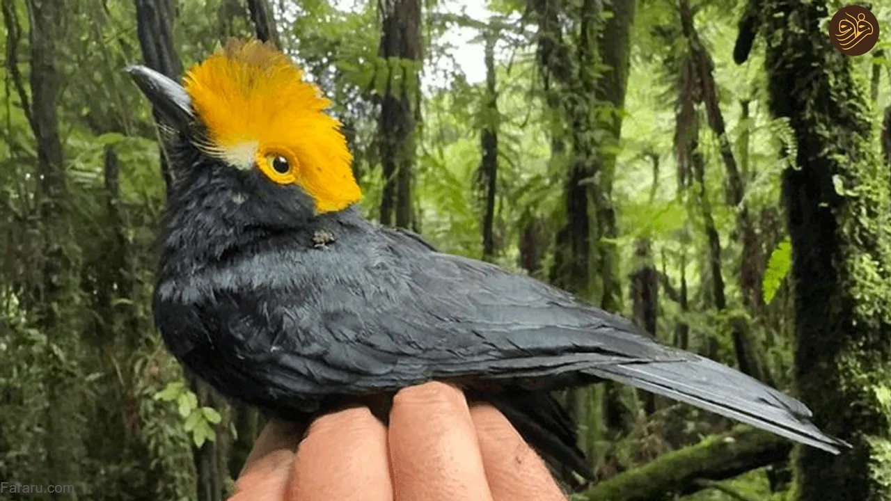 (عکس)