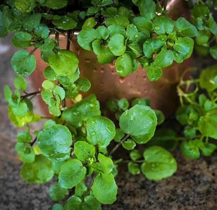 معرفی هفت مدل سبزه برای نوروز و سفره هفت‌سین/ از امروز تا ۲۴ اسفند وقت دارید