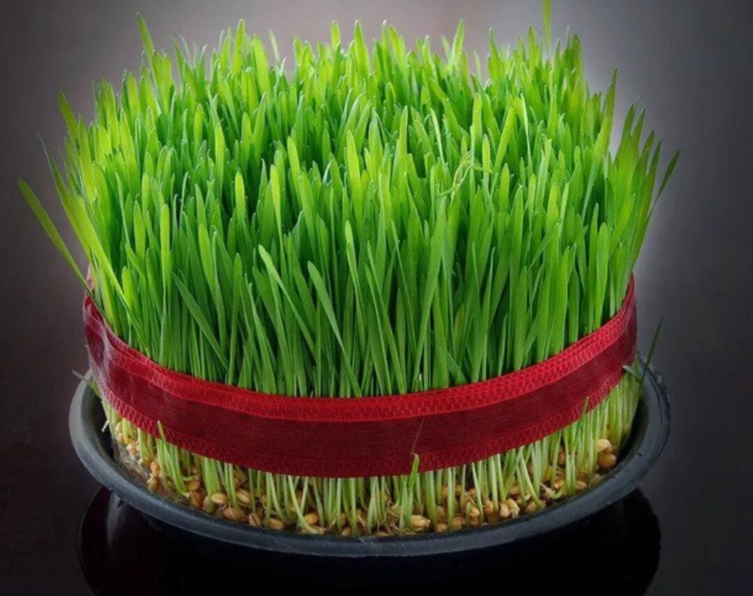 معرفی هفت مدل سبزه برای نوروز و سفره هفت‌سین/ از امروز تا ۲۴ اسفند وقت دارید