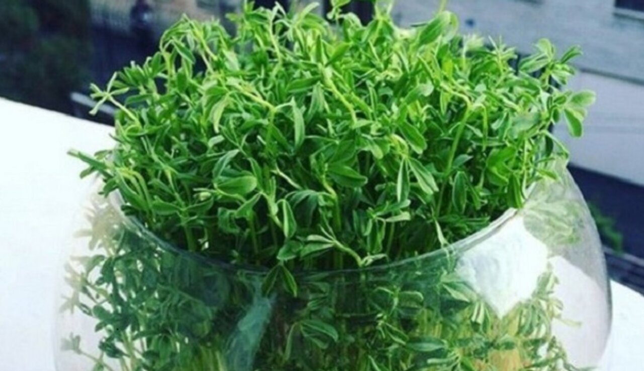 معرفی هفت مدل سبزه برای نوروز و سفره هفت‌سین/ از امروز تا ۲۴ اسفند وقت دارید