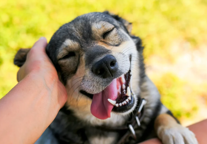 ۱۰ باور غلط و احمقانه که در مورد حیوانات داریم؛ از ترس فیل از موش تا کوهان پر از آب شتر در حال تکمیل