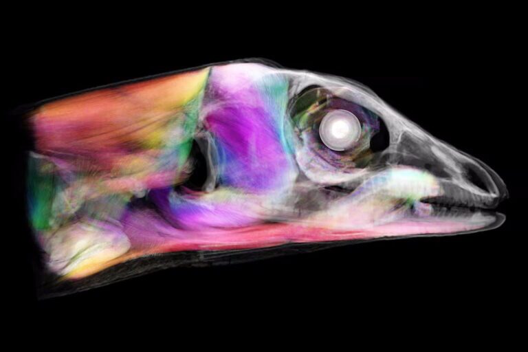 تصاویر سه بعدی خارق‌العاده از ۱۳،۰۰۰ جانورِ موزه‌ای که اکنون برای همه رایگان است