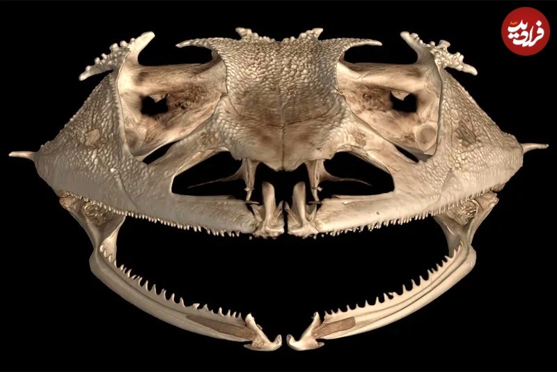 عکس های متفاوت جانوران با «سی‌تی‌اسکن»