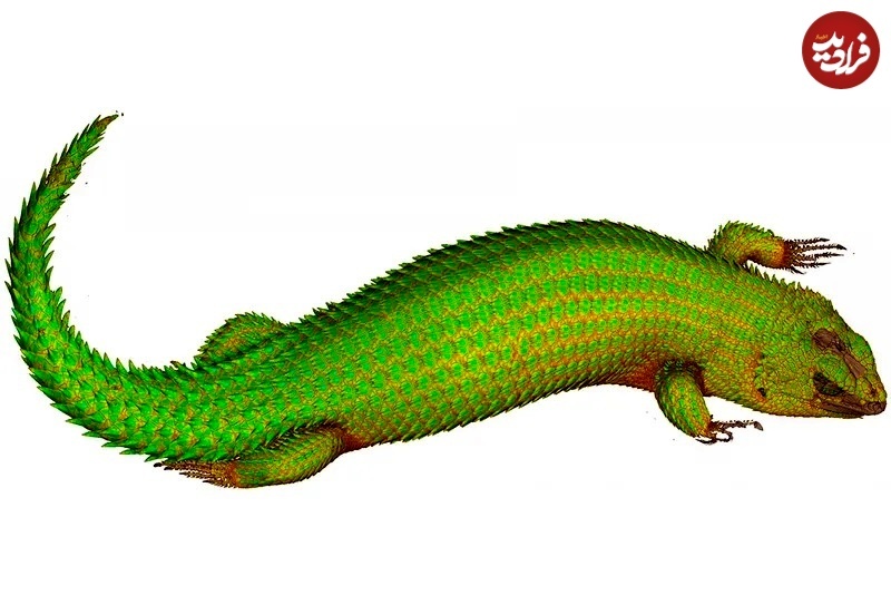 عکس های متفاوت جانوران با «سی‌تی‌اسکن»