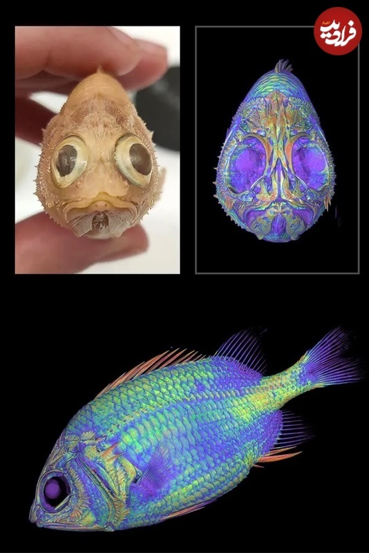 (تصاویر) عکس های متفاوت جانوران با «سی‌تی‌اسکن»