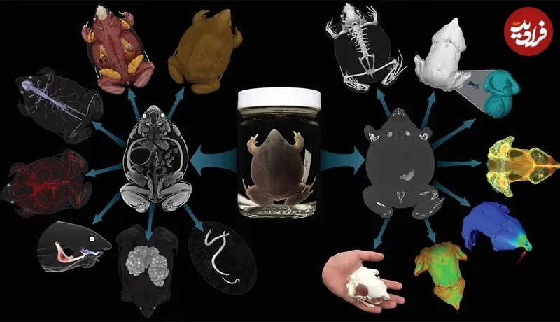 عکس های متفاوت جانوران با «سی‌تی‌اسکن»