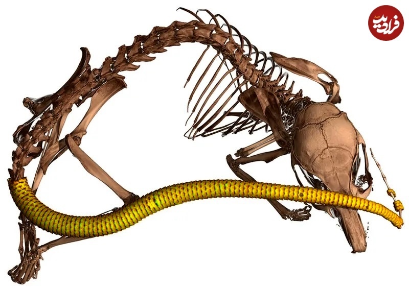 عکس های متفاوت جانوران با «سی‌تی‌اسکن»