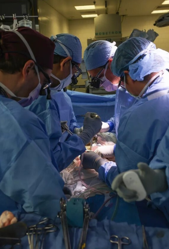 استارتاپ که در پس اولین پیوند کلیه خوک - انسان قرار دارد و قلب‌ها و کبد را هدف قرار داده است / خوانده شد