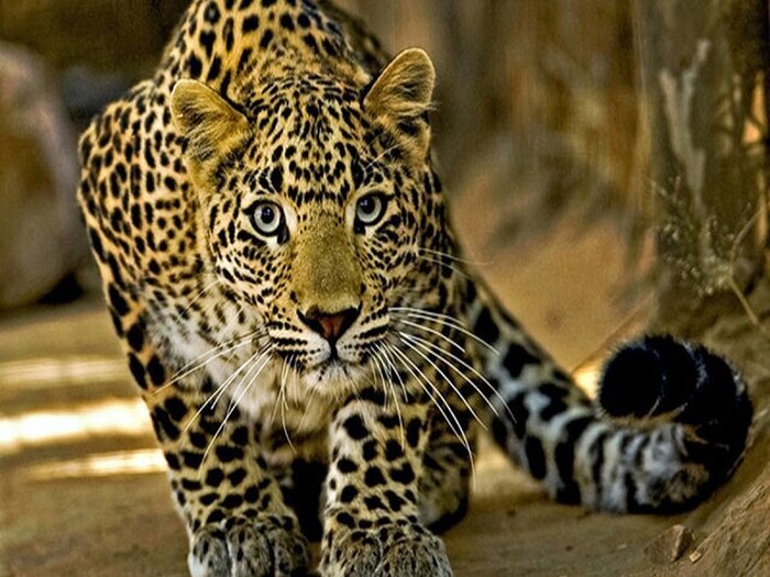 (ویدئو) غافل‌گیری گردشگران نوروزی در ارتفاعات بلده نور با مشاهده چند قلاده پلنگ