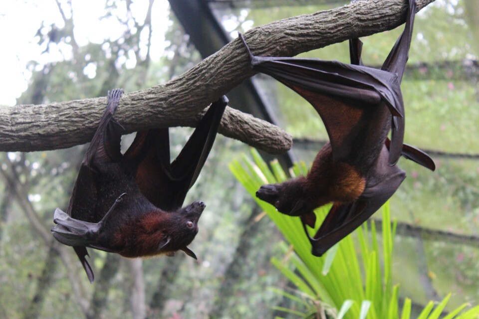  عکس حیوانات بزرگ