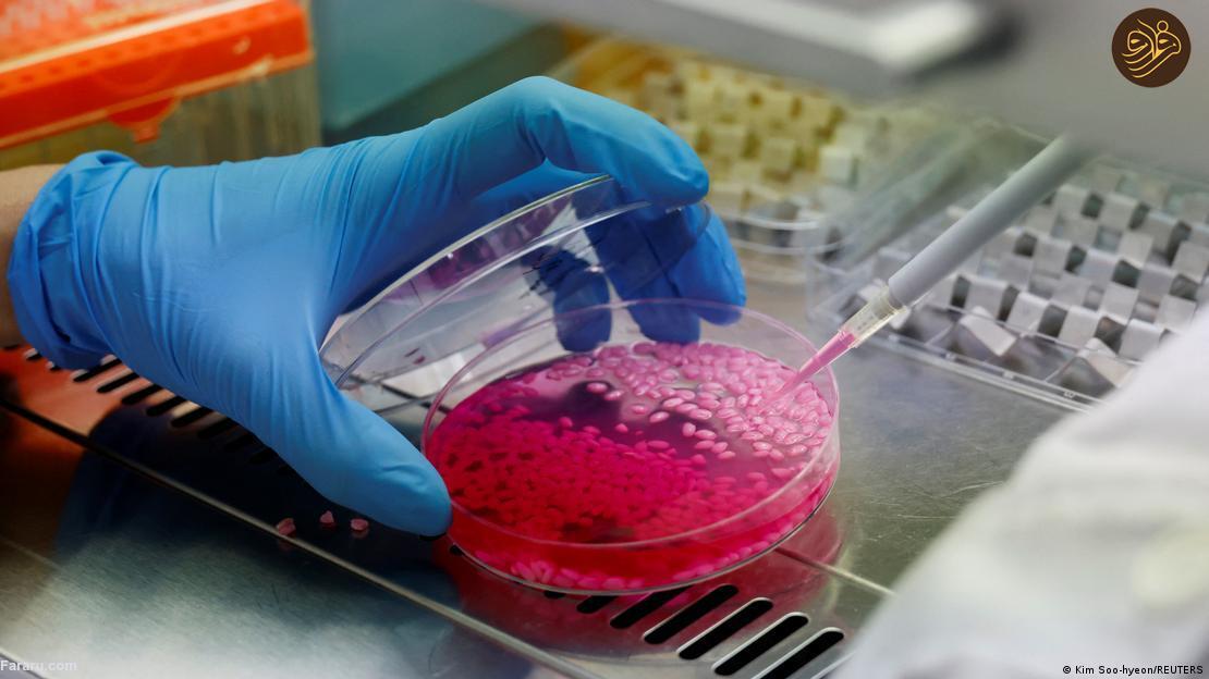 آیا برنج گوشت گاو آزمایشگاهی را می‌ خورید؟ / خوانده شد