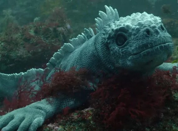 (ویدئو) ویدئویی از جاسوسی یک ایگوانای رباتیک زیر آب!