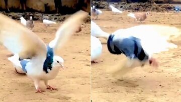 (تصاویر) محقق زن ایرانی به راز پشتک زدن کبوترها پی برد