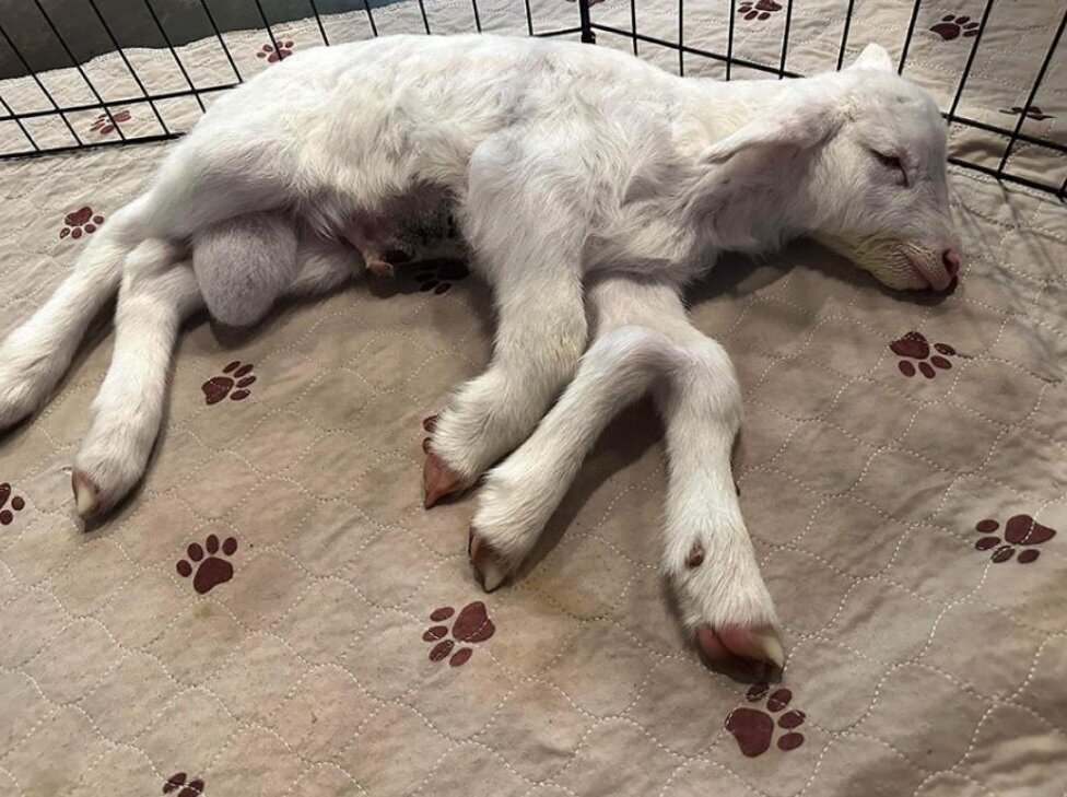 تصاویر بره‌ای که پنج پا دارد