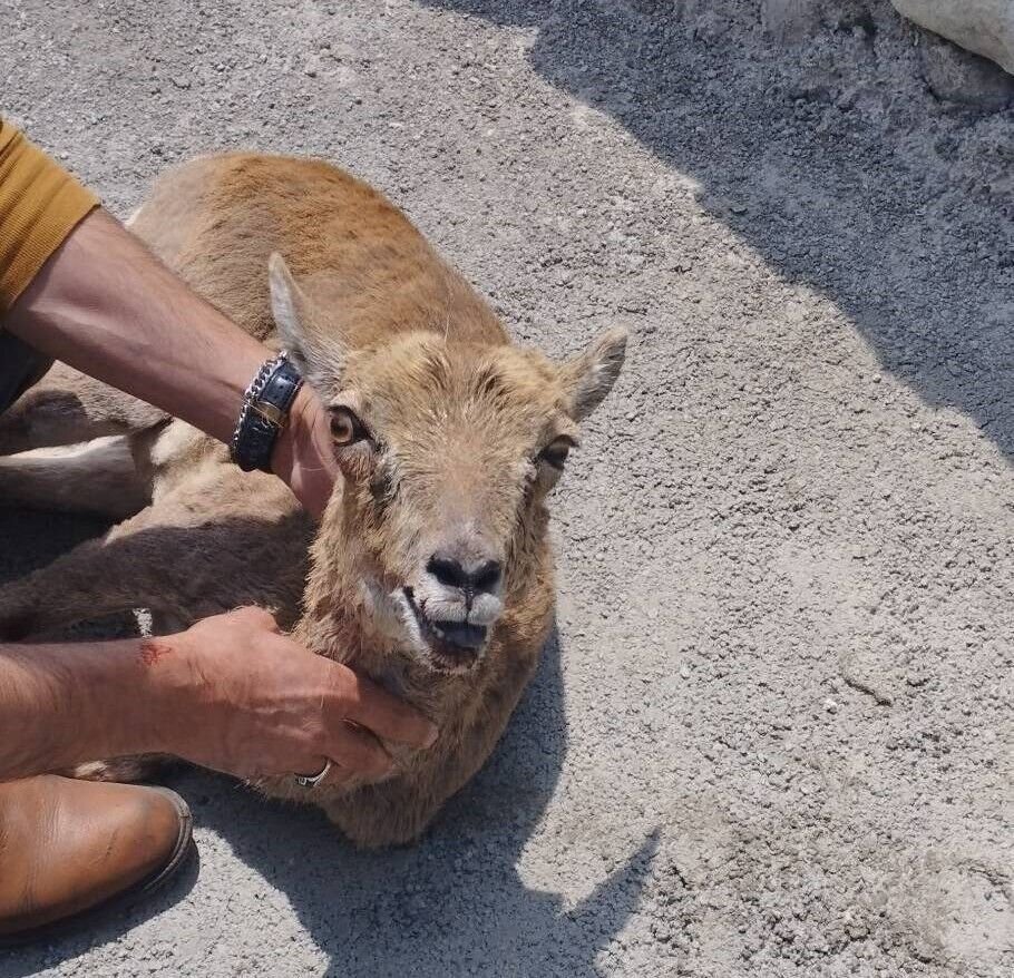 (تصویر) زنده‌گیری یک رأس بره میش وحشی در پردیس