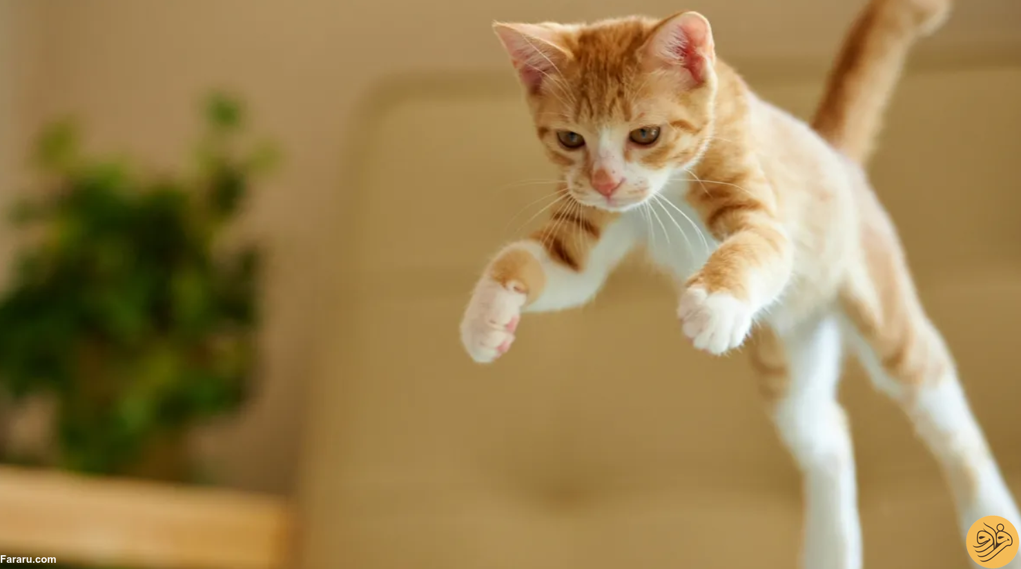 آیا گربه‌ها واقعا ۹ جان دارند؟ / خوانده شد