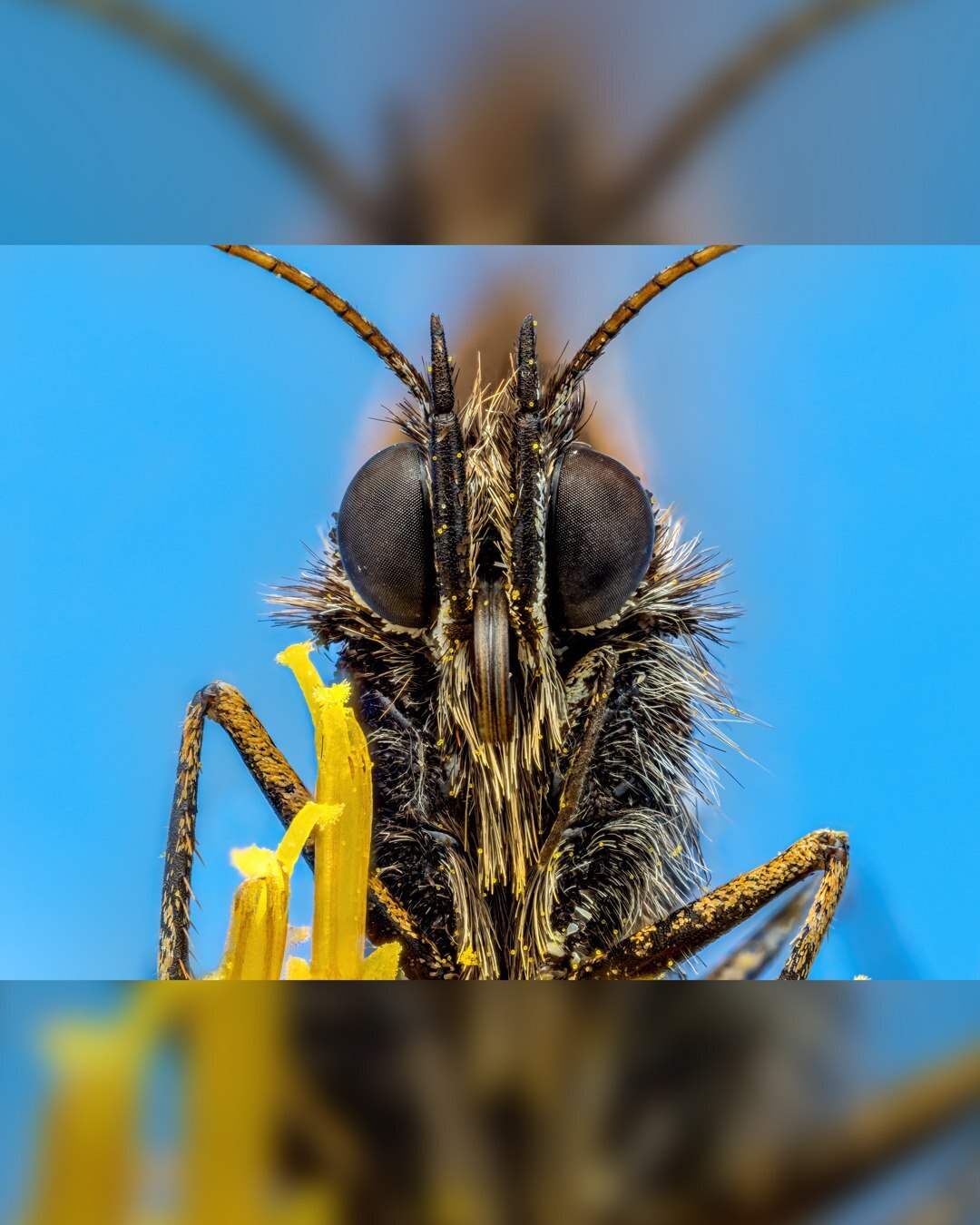 (تصاویر) پروانه لکه دار واریا از نمای نزدیک