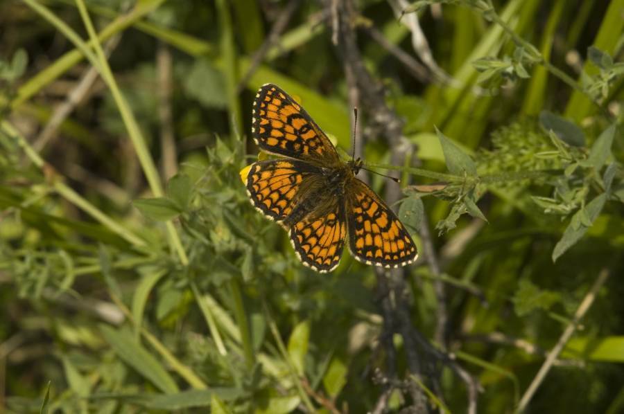 (تصاویر) پروانه لکه دار واریا از نمای نزدیک