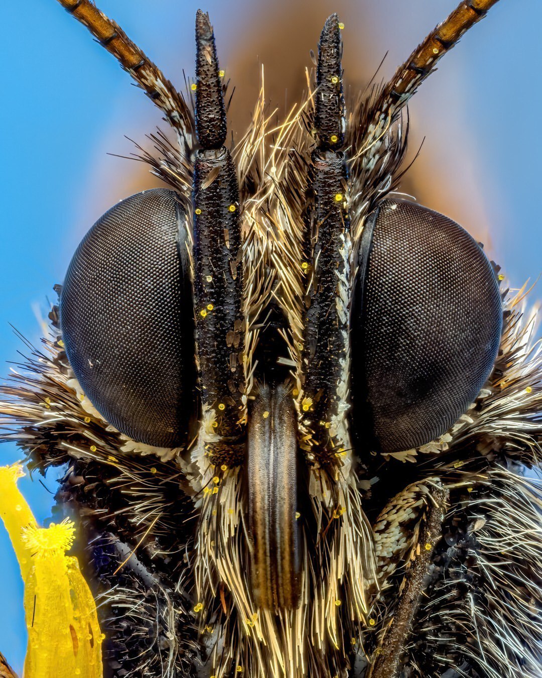 (تصاویر) پروانه لکه دار واریا از نمای نزدیک