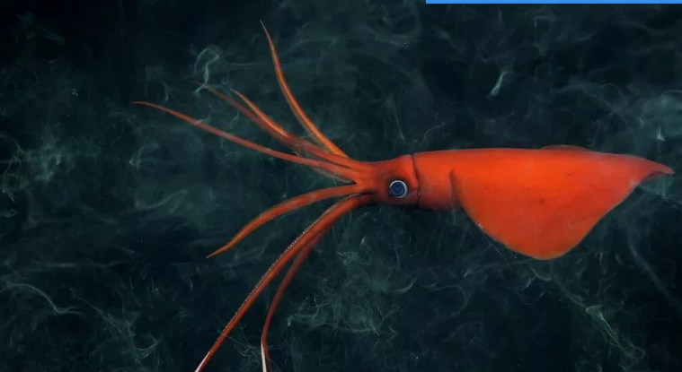 خارق‌العاده‌ترین اکتشافات در دل دریاها؛ از خوک باربی تا گوی طلا و مارماهی کور ژلاتینی