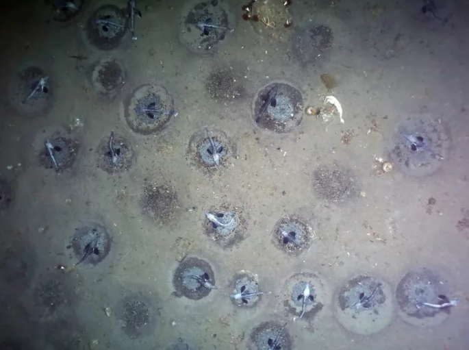 خارق‌العاده‌ترین اکتشافات در دل دریاها؛ از خوک باربی تا گوی طلا و مارماهی کور ژلاتینی