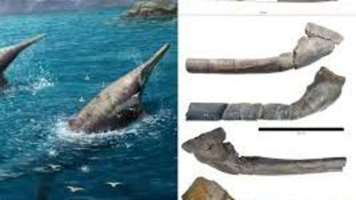 کشف فسیل خزنده دریایی هم‌اندازه نهنگ آبی