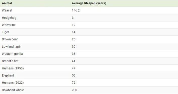 (اینفوگرافیک) متوسط طول عمر پستانداران چقدر است؟