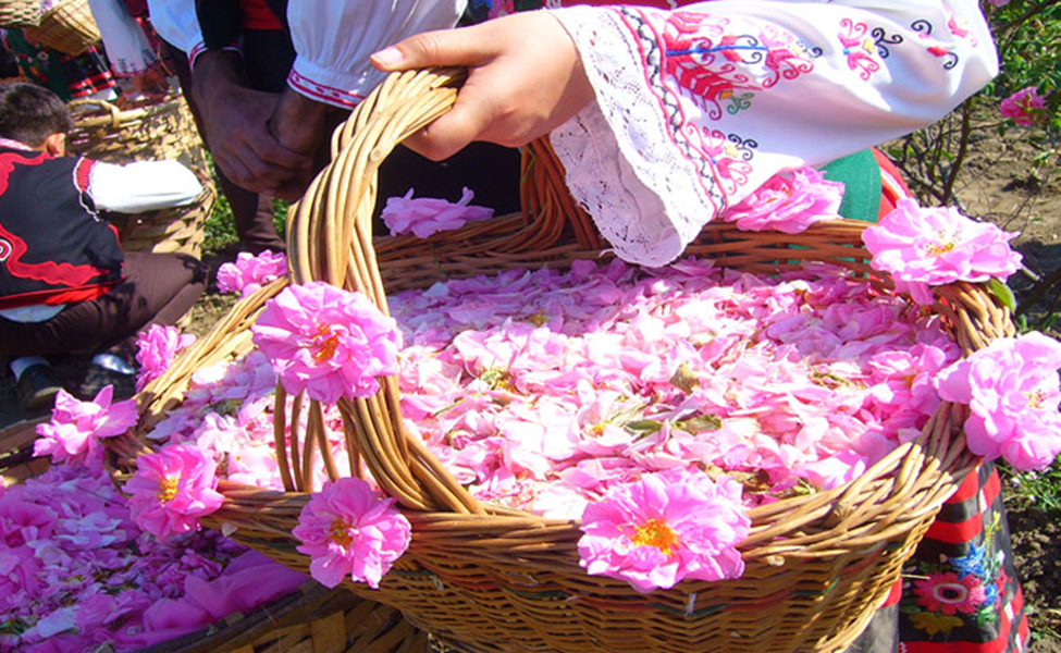 مراسم گلاب گیری کاشان
