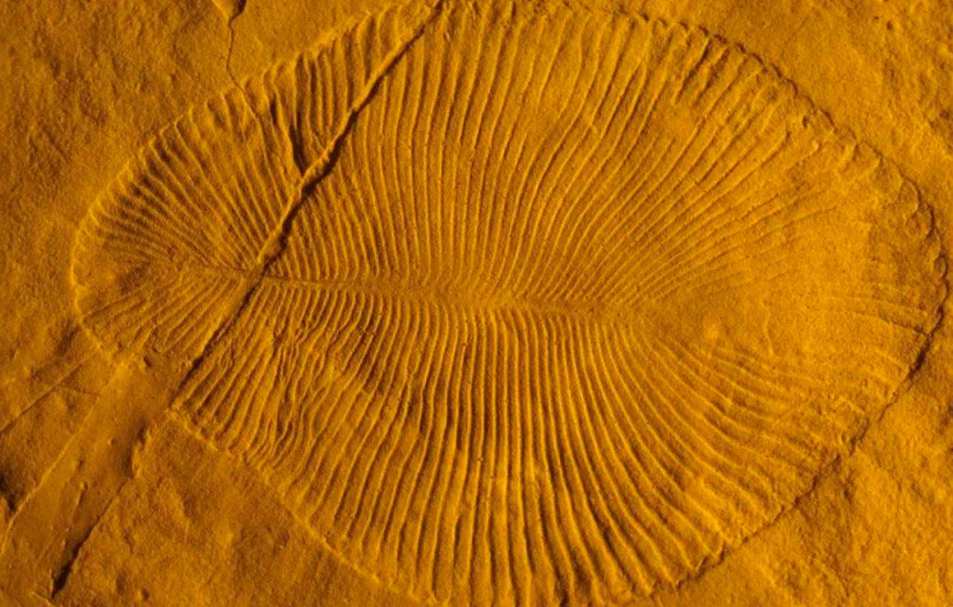 بیش از 500 میلیون سال پیش موجودات پیچیده عجیب و غریب بر روی سیاره زمین ظاهر شدند اکنون دانشمندان فکر می کنند که دلیل آن را می دانند/ کشف دلیل ظهور 500 میلیون سال قبل موجودات پیچیده و عجیب بر روی سیاره زمین (این تیپ مطالب تحقیقات زود میسوزن)