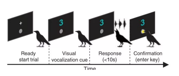 پژوهش جدید: کلاغ‌ها می‌توانند همانند کودکان با صدای خود شمارش انجام دهند