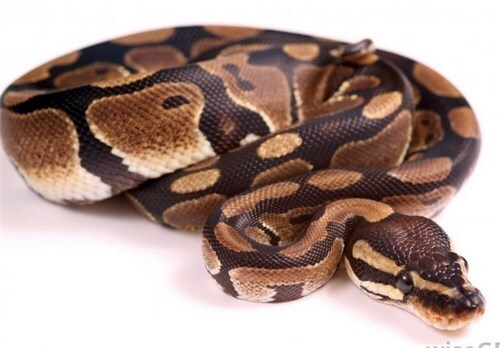 بررسی کامل مار پیتون + عکس‌های تنها مارپیتون در ایران