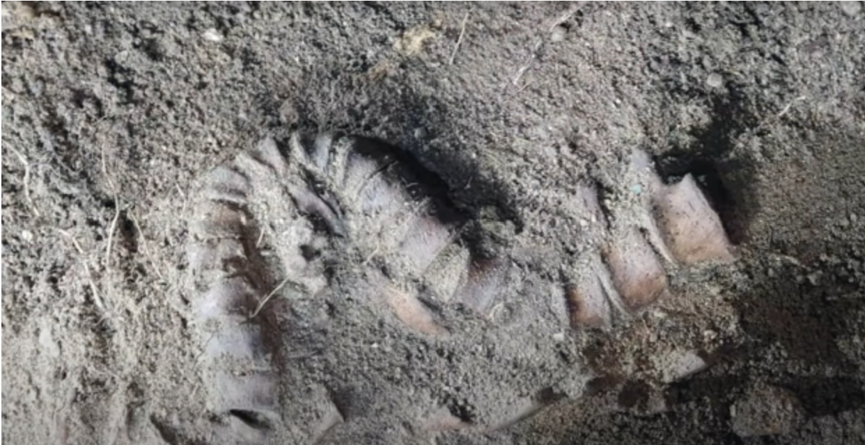 کشف ۵ جسد با دست و پا‌های قطع شده در قرارگاه آدولف هیتلر در لهستان