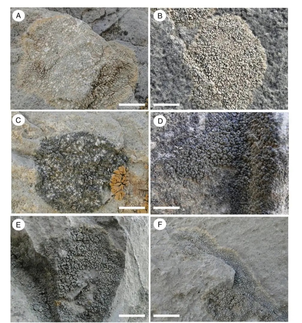 سودجویی مرمتگران از وضعیت نابسامان تخت‌جمشید