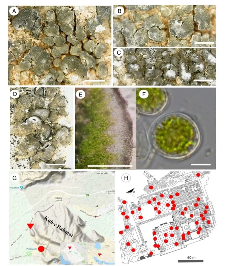 سودجویی مرمتگران از وضعیت نابسامان تخت‌جمشید
