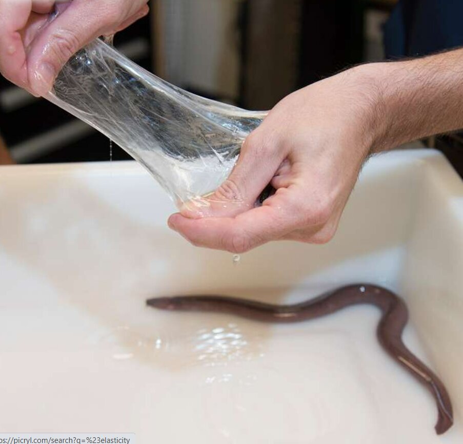 (تصاویر) جانور عجیب اعماق اقیانوس که کوسه را با «اسلایم» خفه می‌کند