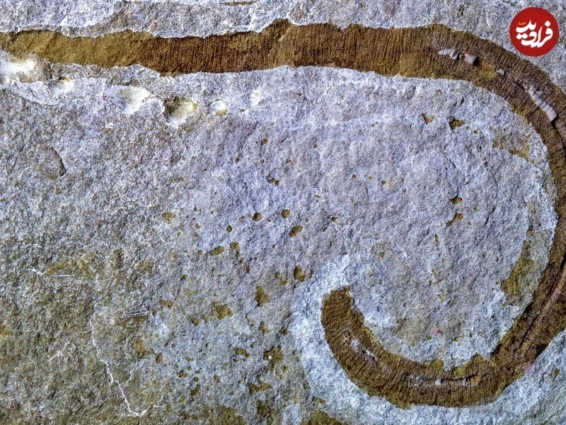 (تصویر) جانور هشت سانتی گوشتخواری که شبیه هیولای فیلم «تلماسه» بوده است