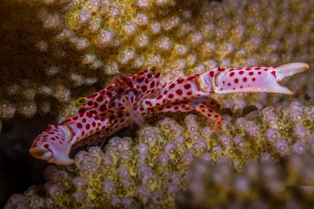 (تصاویر) این خرچنگ برای زندگی با مرجان تکامل یافته است!